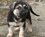 Small Photo #14 German Shepherd Dog Puppy For Sale in MERRITT IS, FL, USA