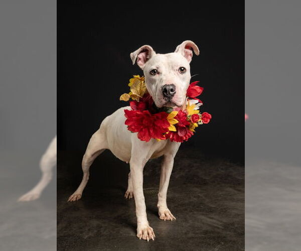 Medium Photo #3 American Bulldog-Pointer Mix Puppy For Sale in Decatur, GA, USA