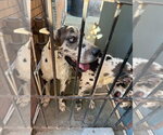 Small #2 Great Dane