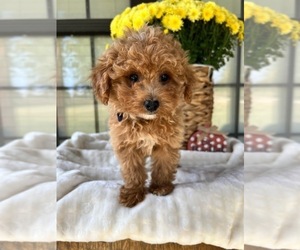 Poodle (Toy) Puppy for sale in WEST PLAINS, MO, USA
