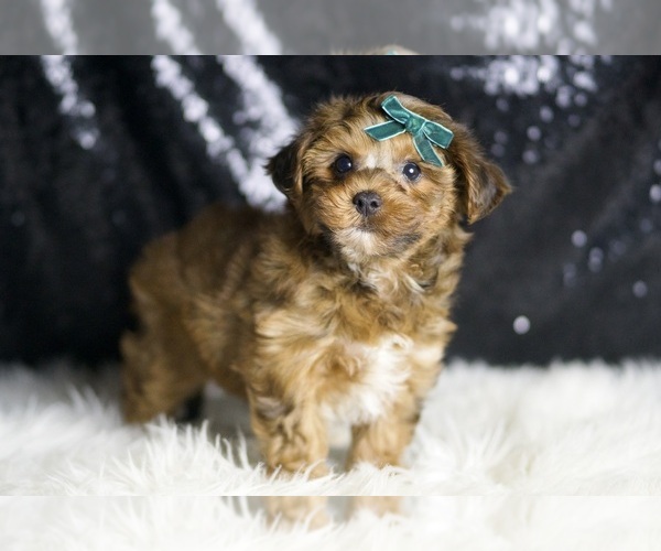 Medium Photo #4 YorkiePoo Puppy For Sale in WARSAW, IN, USA