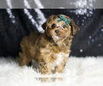 Small #3 YorkiePoo