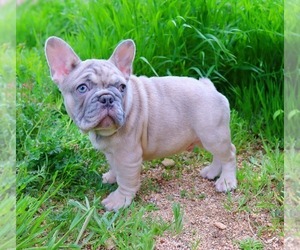 French Bulldog Puppy for sale in BEVERLY HILLS, CA, USA