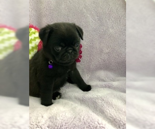 Medium Photo #2 Pug Puppy For Sale in MOSELLE, MS, USA