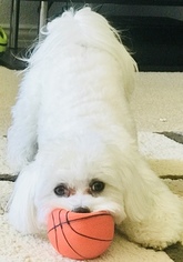 Father of the Maltese puppies born on 05/16/2018
