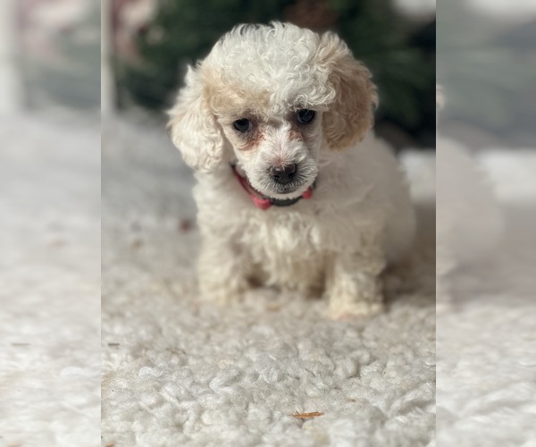 Medium Photo #3 Poodle (Toy) Puppy For Sale in LOUISA, VA, USA