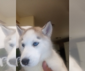 Siberian Husky Puppy for sale in SALEM, OR, USA
