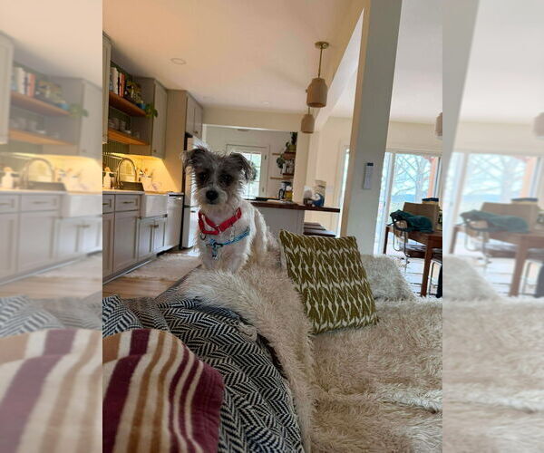 Medium Photo #4 Mutt Puppy For Sale in Candler, NC, USA