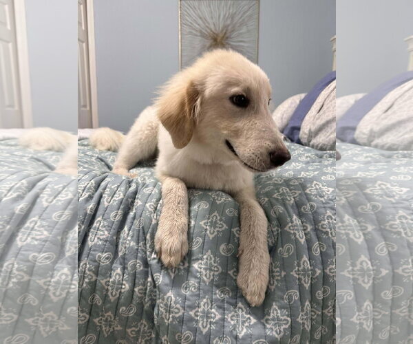 Medium Photo #13 Great Pyrenees-Unknown Mix Puppy For Sale in Houston, TX, USA