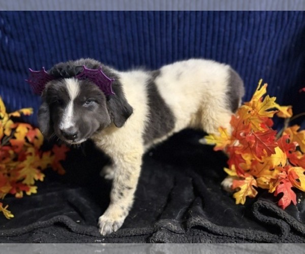 Medium Photo #23 Newfoundland Puppy For Sale in AURORA, IN, USA