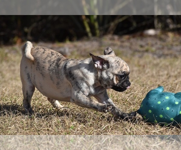 Medium Photo #3 Pug Puppy For Sale in PALM COAST, FL, USA