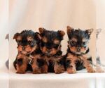 Small #1 Yorkshire Terrier