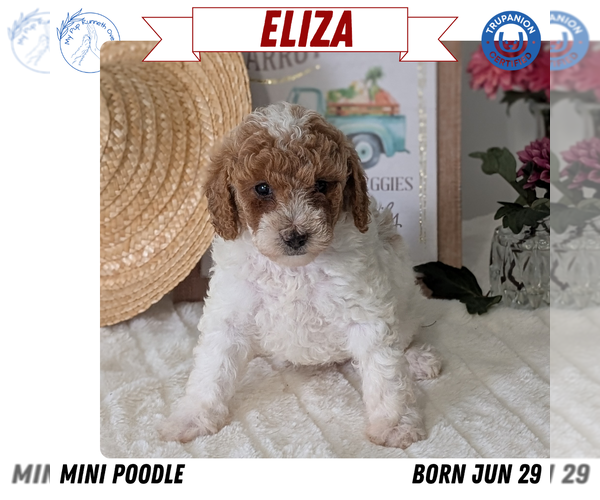 Medium Photo #50 Poodle (Miniature) Puppy For Sale in GOSHEN, IN, USA