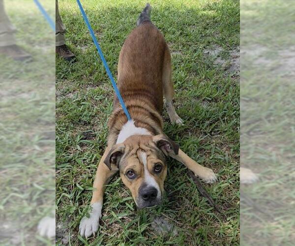 Medium Photo #1 American Staffordshire Terrier-Unknown Mix Puppy For Sale in Fort Lauderdale, FL, USA
