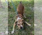 Small American Staffordshire Terrier Mix