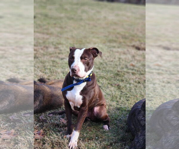 Medium Photo #4 American Pit Bull Terrier-Unknown Mix Puppy For Sale in Germantown, OH, USA