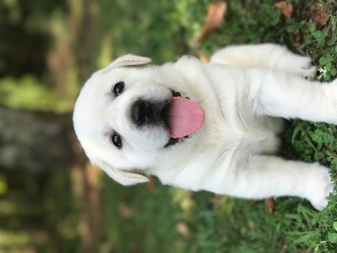 Medium Photo #1 Labrador Retriever Puppy For Sale in TAYLORSVILLE, NC, USA