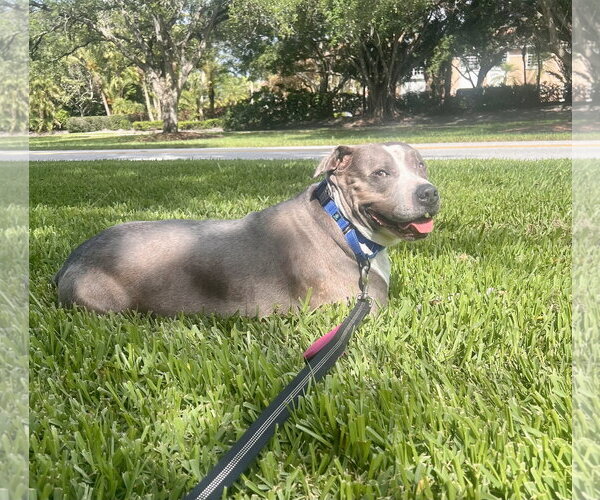 Medium Photo #2 Staffordshire Bull Terrier-Unknown Mix Puppy For Sale in Marathon, FL, USA
