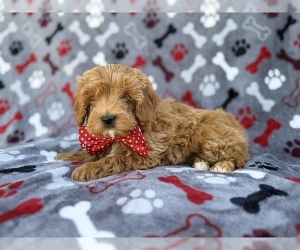 Medium Photo #2 Cavapoo (Miniature) Puppy For Sale in LAKELAND, FL, USA