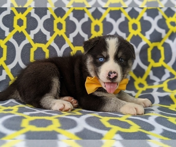 Medium Photo #5 Labrador Retriever-Sharberian Husky Mix Puppy For Sale in LINCOLN UNIV, PA, USA