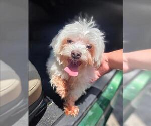 Maltipoo Dogs for adoption in Conroe, TX, USA