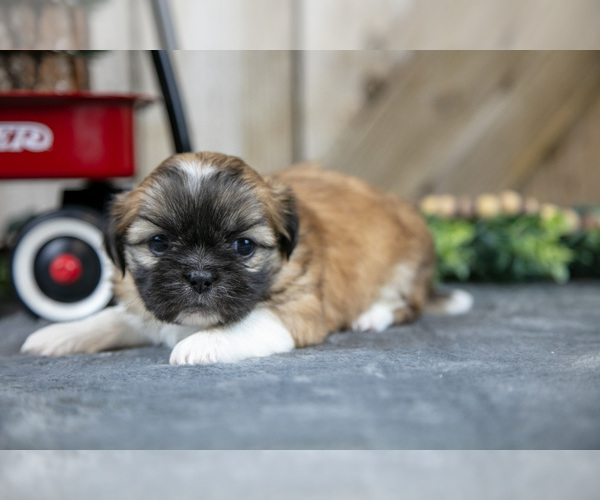Medium Photo #18 Shih Tzu Puppy For Sale in GREENWICH, OH, USA