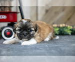 Small Photo #18 Shih Tzu Puppy For Sale in GREENWICH, OH, USA