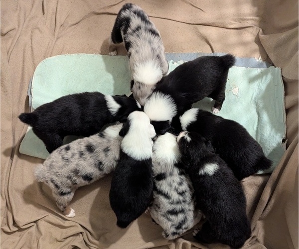 Medium Photo #10 Australian Shepherd Puppy For Sale in SYLVA, NC, USA