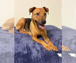 Rosemary  *FH* - Female Mutt Dog for Adoption - Small photo