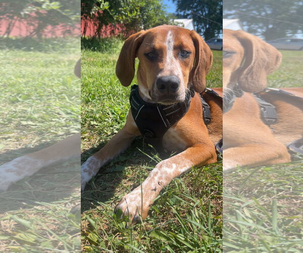 Medium Photo #3 Mutt Puppy For Sale in Macon, MO, USA
