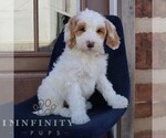 Small Photo #3 Goldendoodle Puppy For Sale in NARVON, PA, USA