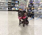 Small #10 American Pit Bull Terrier-American Staffordshire Terrier Mix