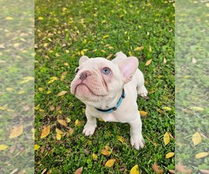 French Bulldog Puppy for sale in BAKERSFIELD, CA, USA