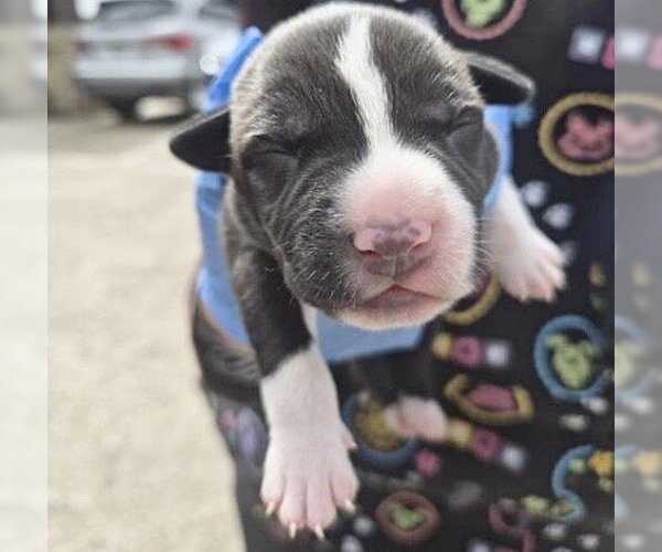 Medium Photo #1 Mutt Puppy For Sale in Houston, TX, USA