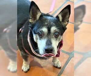 Willow (Chihuahua) - Female Chihuahua-Unknown Mix Dog for Adoption - Photo #2