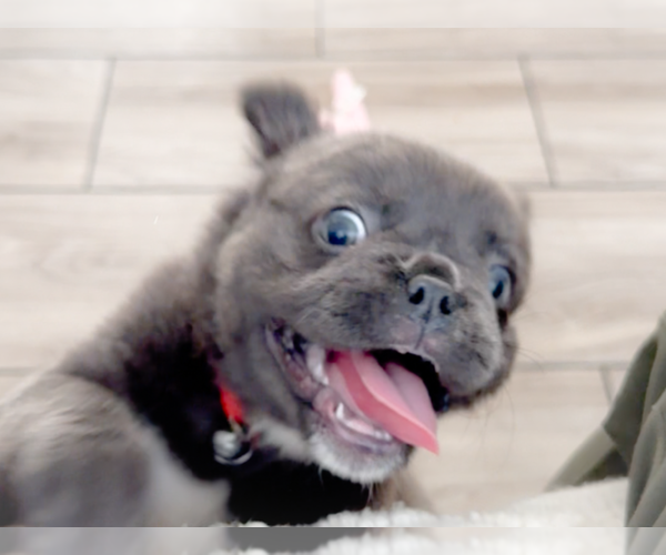 Medium Photo #4 French Bulldog Puppy For Sale in NEWARK, TX, USA