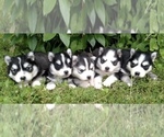 Small Photo #20 Pomsky Puppy For Sale in BAXTER, TN, USA