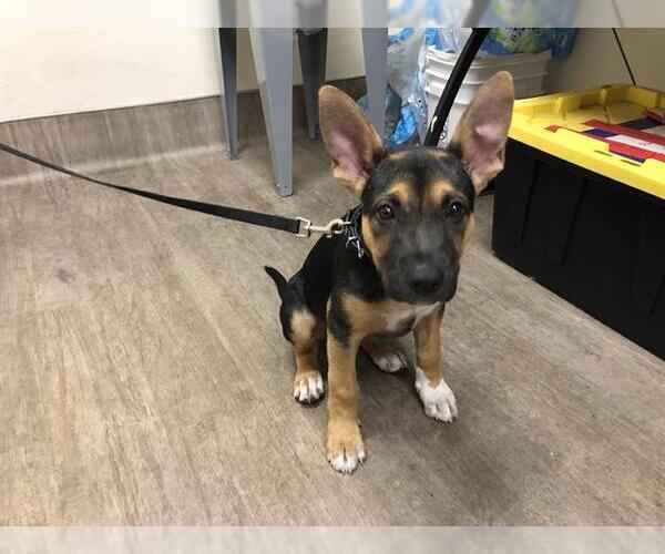 Medium Photo #1 German Shepherd Dog Puppy For Sale in Pasadena, CA, USA