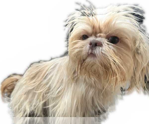 Medium Photo #1 Shih Tzu Puppy For Sale in HAYWARD, CA, USA