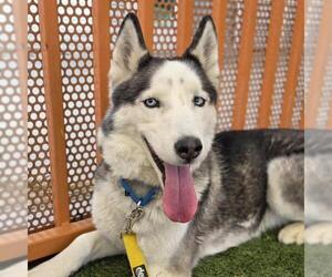 Siberian Husky-Unknown Mix Dogs for adoption in Las Vegas, NV, USA