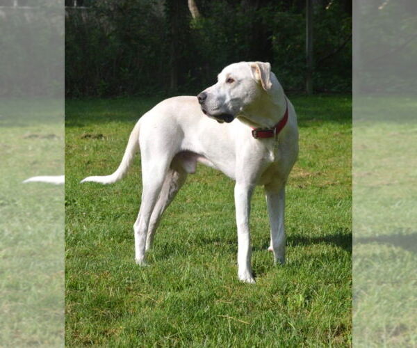 Medium Photo #4 Great Pyredane Puppy For Sale in Bullard, TX, USA
