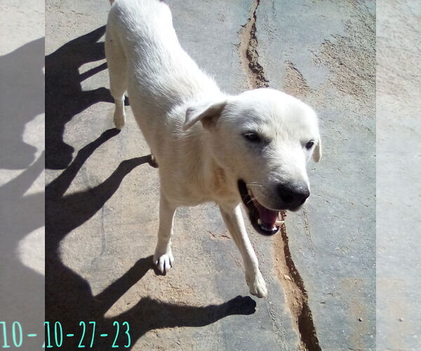 Medium Photo #4 Mutt Puppy For Sale in Apple Valley, CA, USA