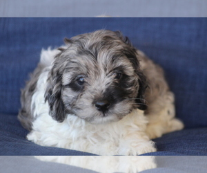 Cockapoo Puppy for sale in HUGHESVILLE, MO, USA