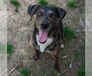 Mountain Cur-Unknown Mix Dogs for adoption in Crystal, MN, USA