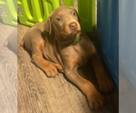 Small #23 Doberman Pinscher