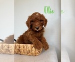 Puppy Ellie Poodle (Standard)