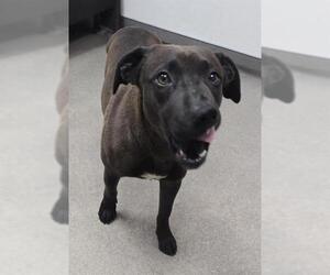 Australian Kelpie-Unknown Mix Dogs for adoption in HESPERIA, CA, USA