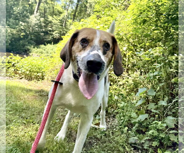 Medium Photo #2 Treeing Walker Coonhound-Unknown Mix Puppy For Sale in Chester, NJ, USA