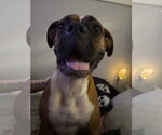 Small #3 Boxer