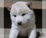 Small #3 Shiba Inu